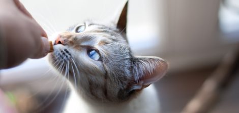 зачем нужен кот
