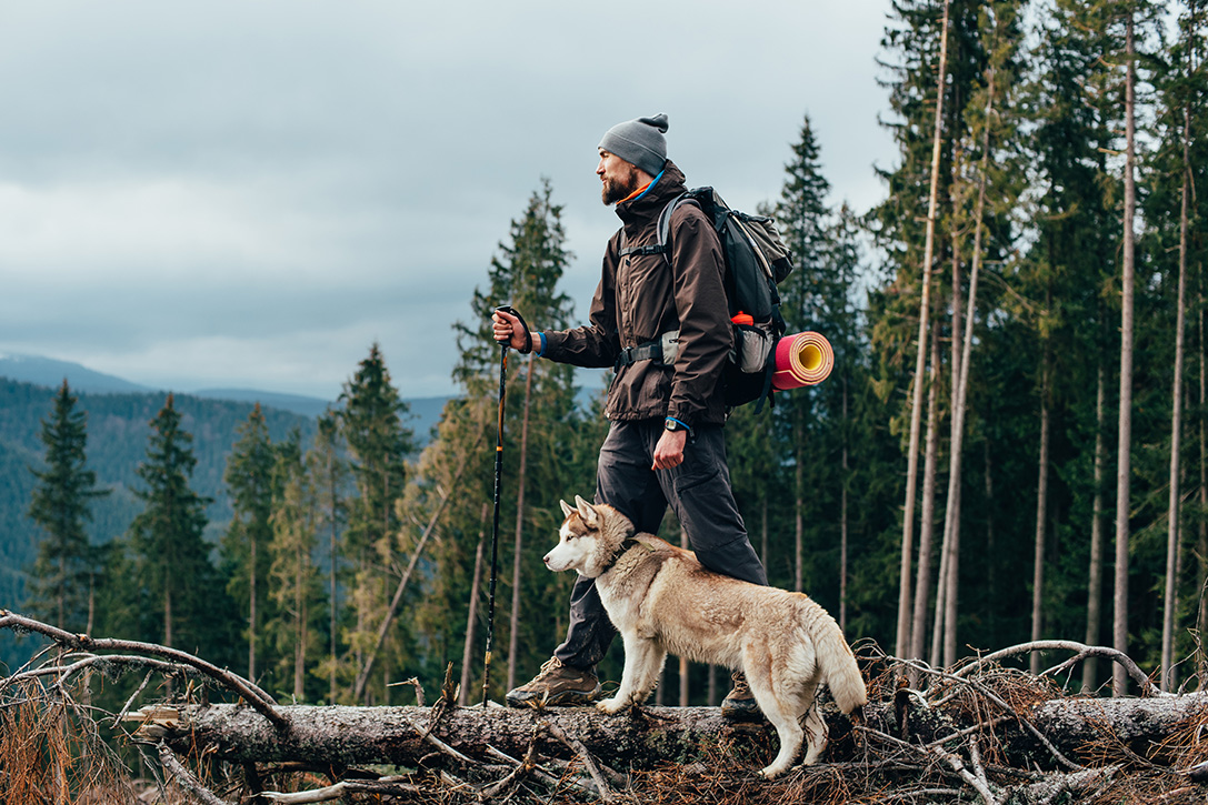 Человек и собака вместе путешествуют по лесу