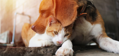 породы собак которые любят кошек