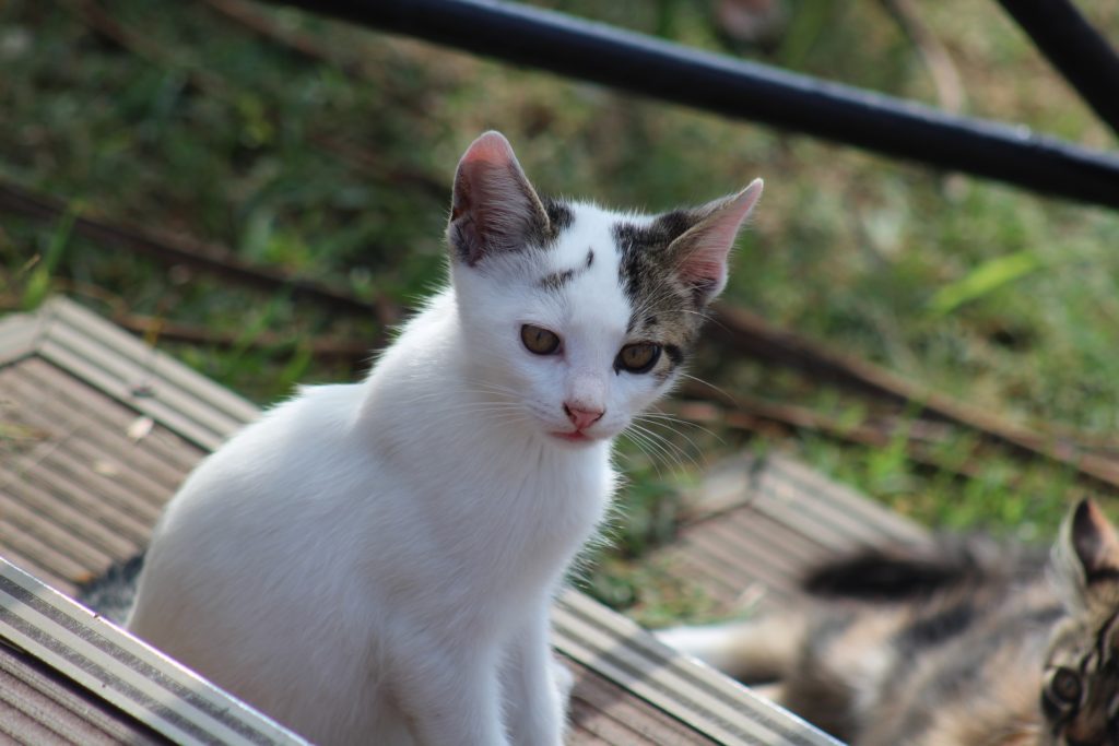 кошка