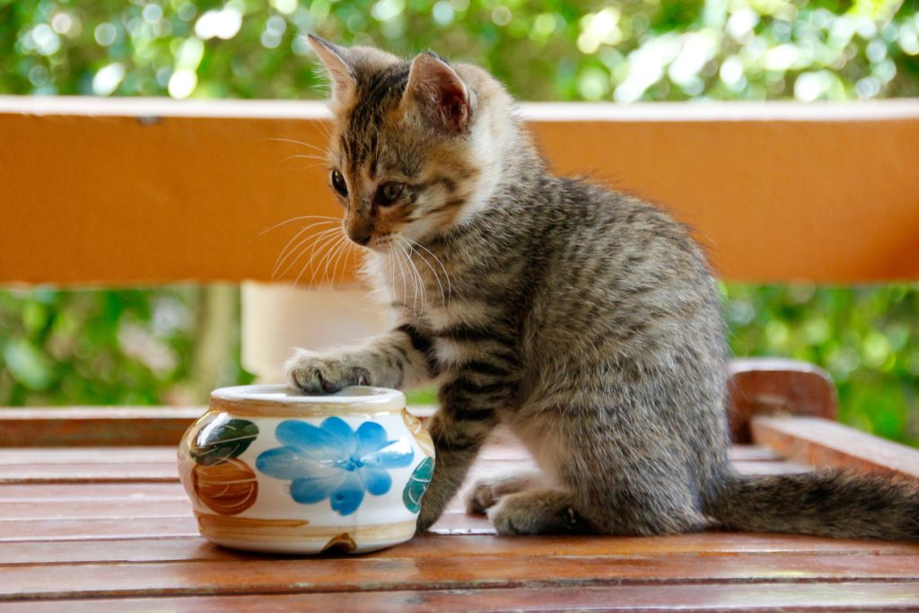 как кормить кота