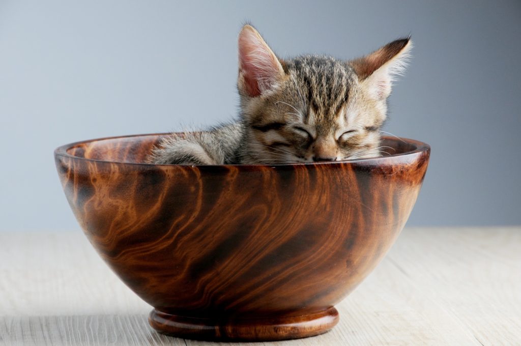 как кормить кота