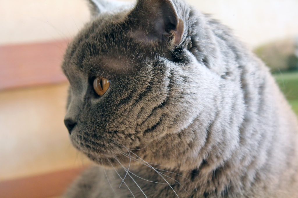 чем кормить котенка британца