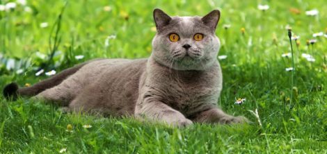 чем кормить котенка британца