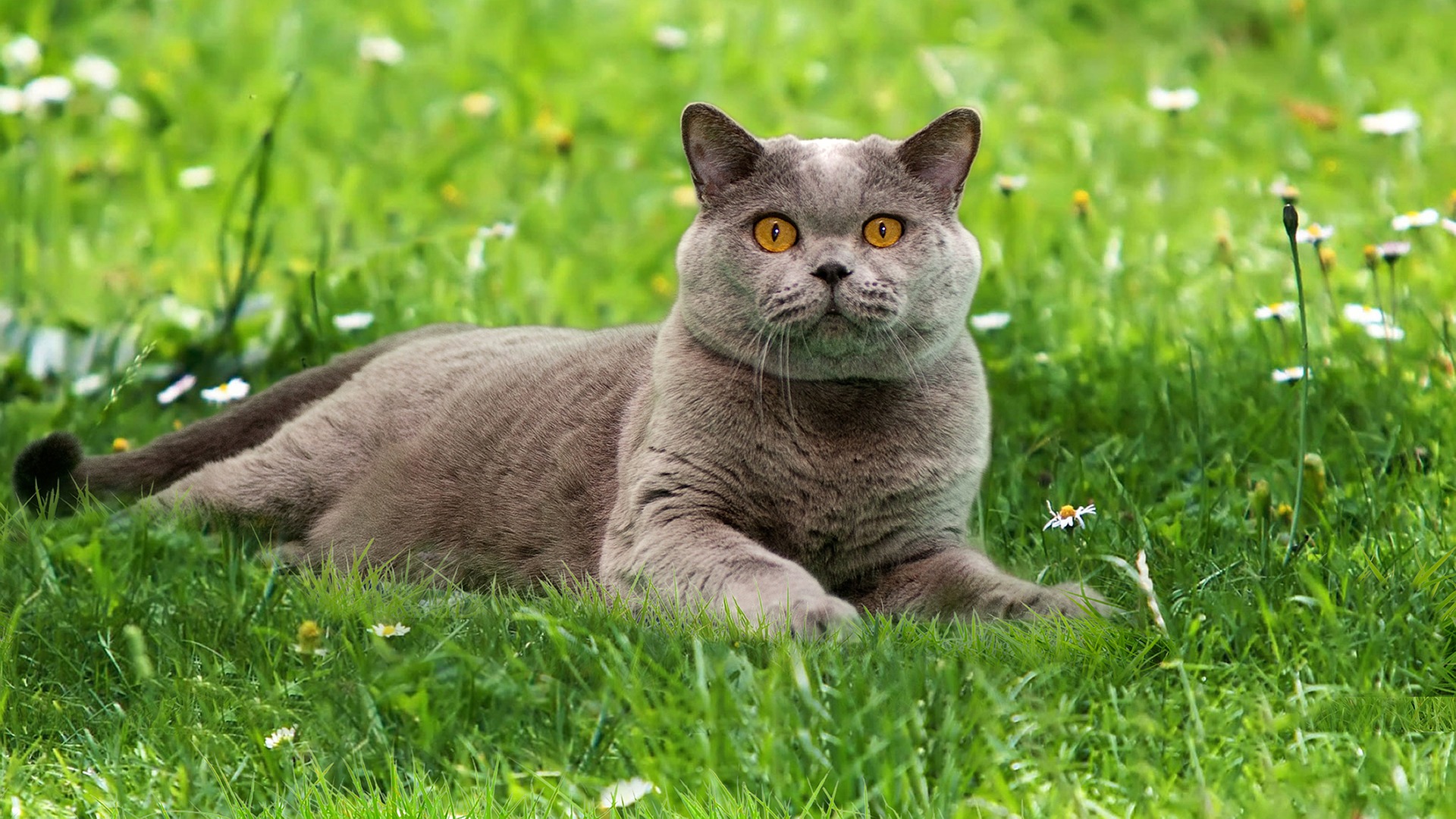 чем кормить котенка британца