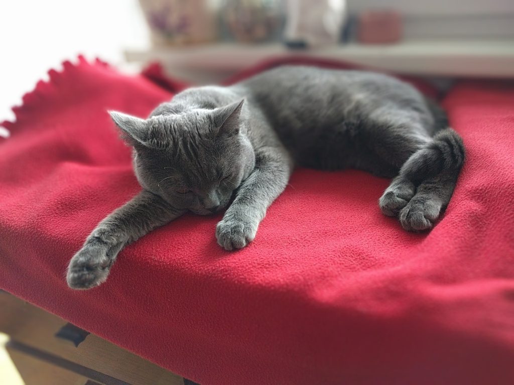 чем кормить котенка британца
