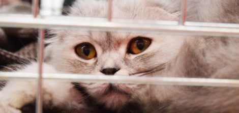 как перевозить кота в поезде