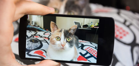 как правильно фотографировать животных