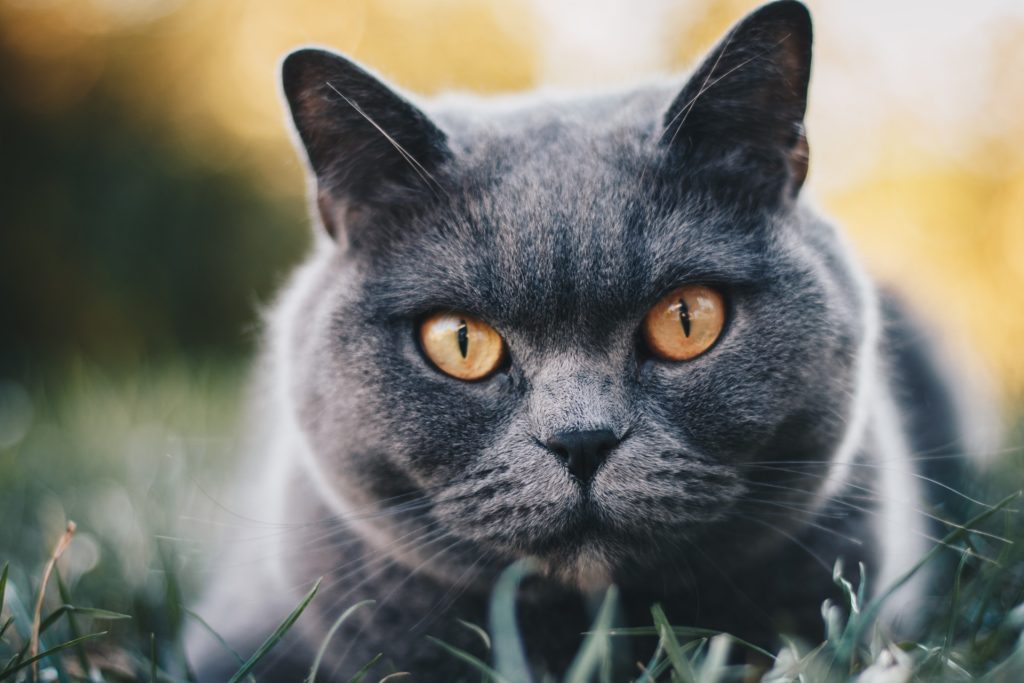 Самые дорогие кошки
