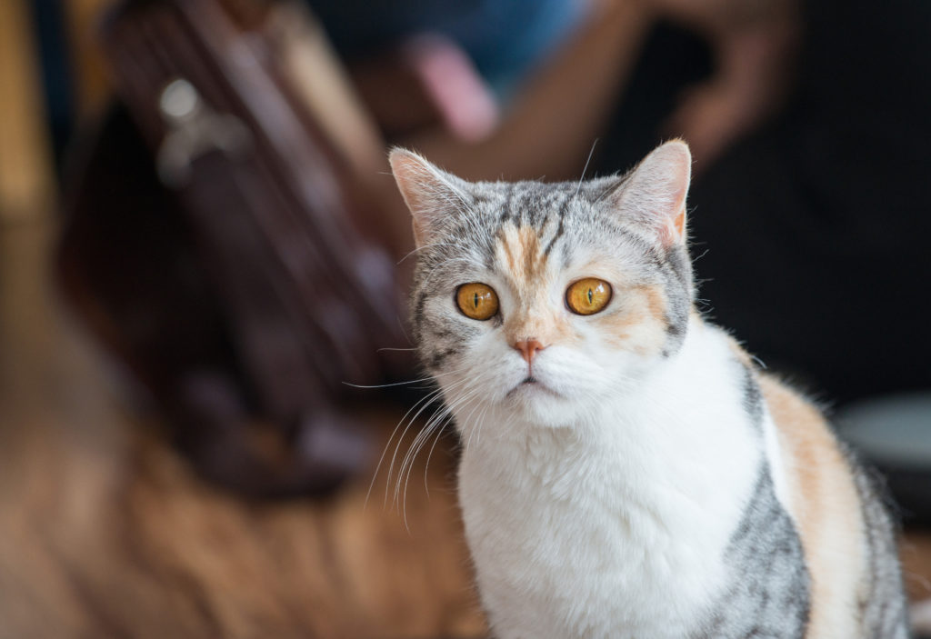 Самые дорогие кошки