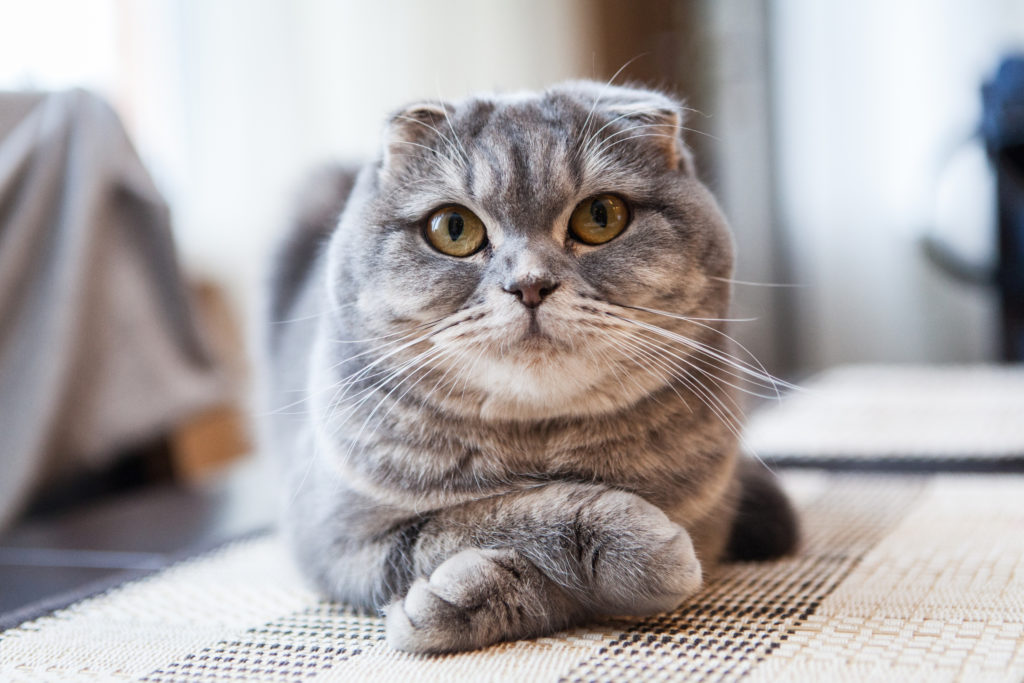 Самые дорогие кошки