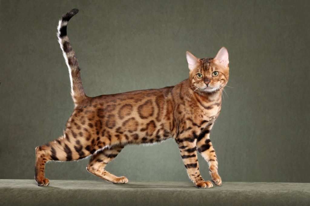 Самые дорогие кошки