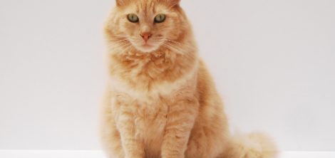 Самые дорогие кошки