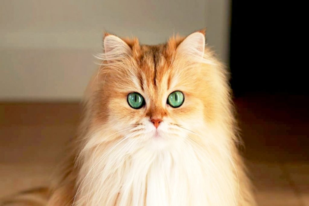 самые очаровательные кошки