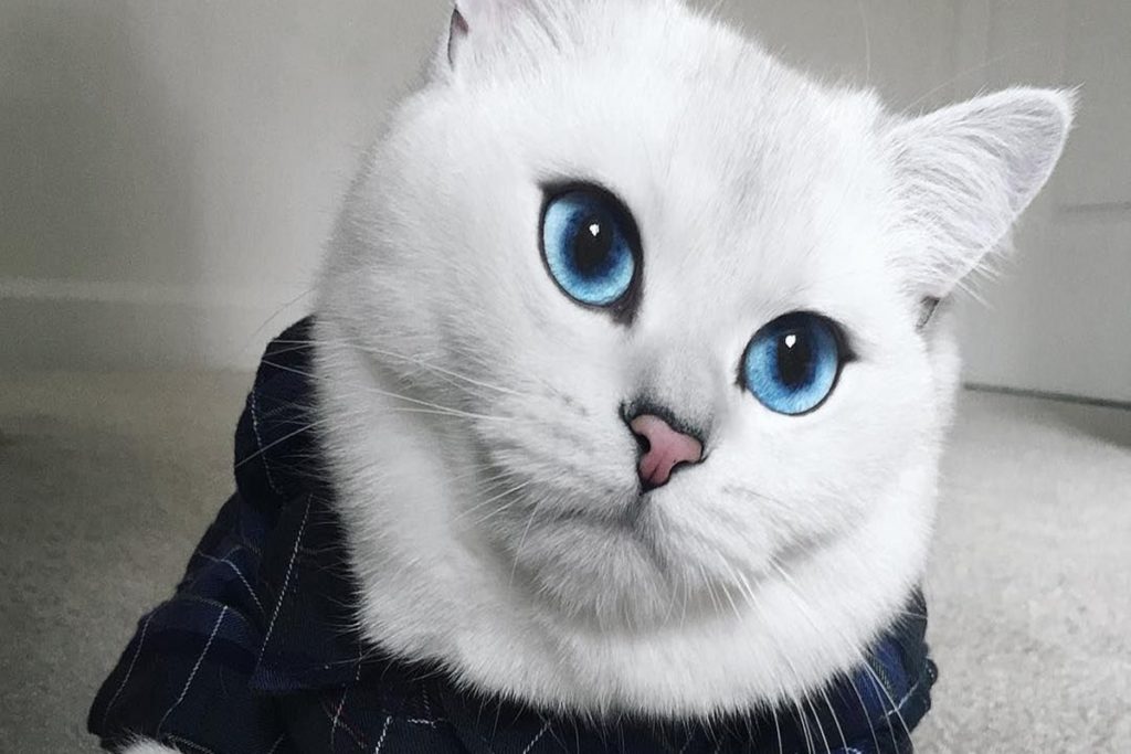 самые очаровательные кошки