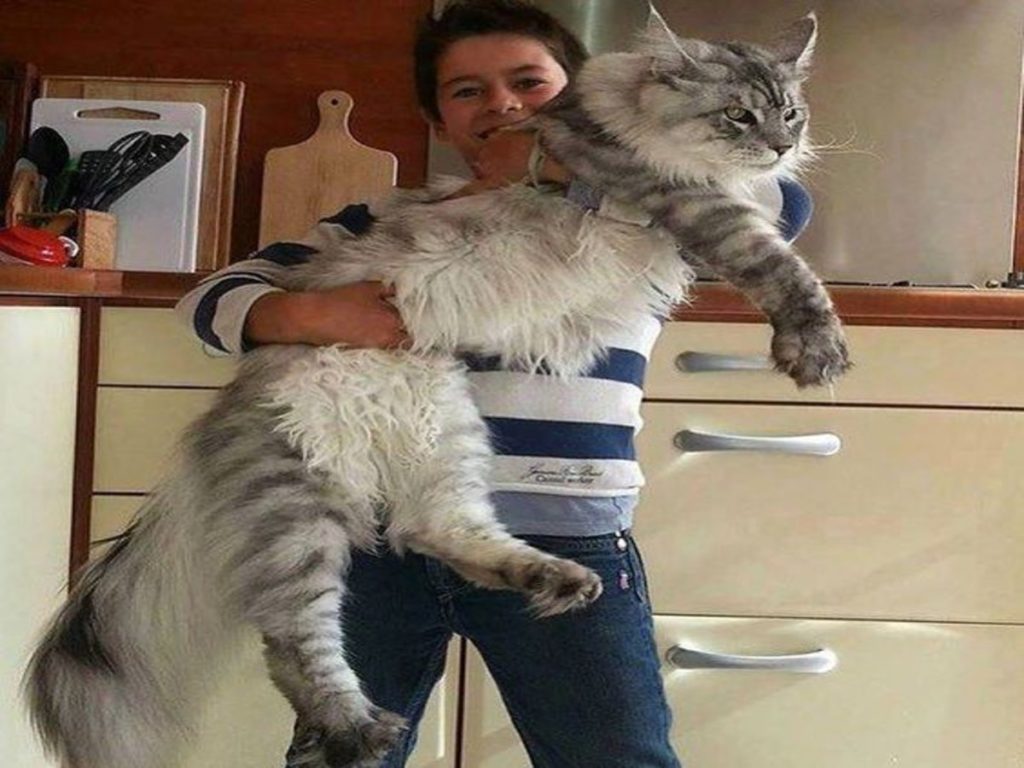 самые очаровательные кошки