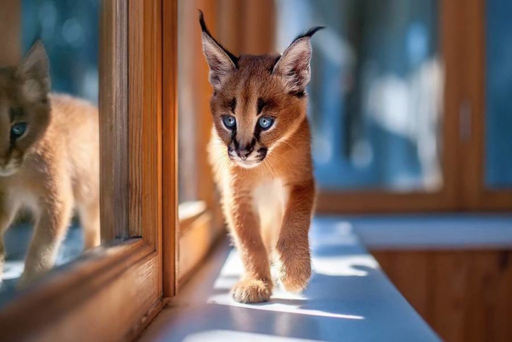 самые очаровательные кошки