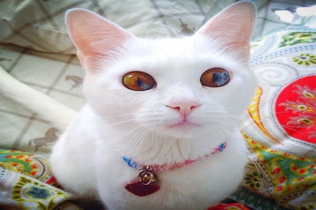самые очаровательные кошки