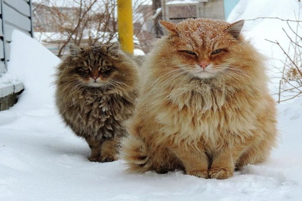 самые очаровательные кошки