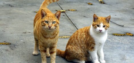 самые очаровательные кошки
