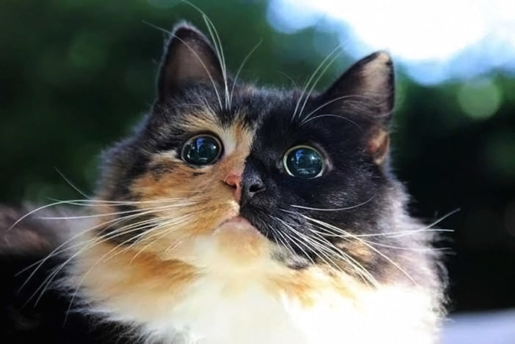 самые очаровательные кошки