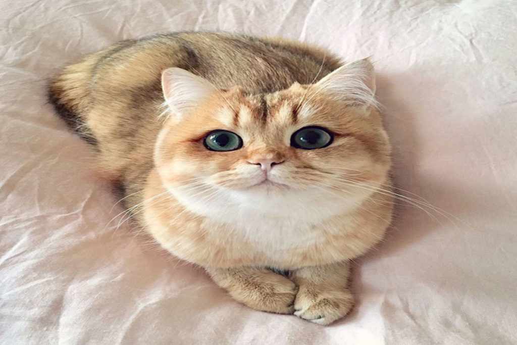 самые очаровательные кошки