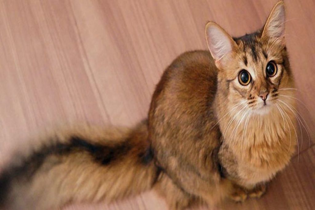 самые очаровательные кошки