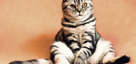 как обучить кота командам