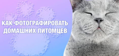 как фотографировать животных