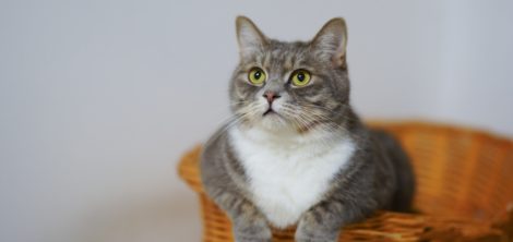 Признаки болезни у кота