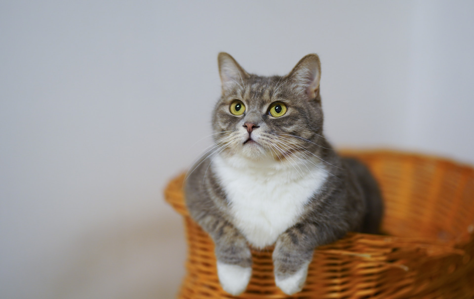 Признаки болезни у кота